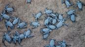 Liberan en Nicaragua a 3,321 tortugas paslama, especie en peligro de extinci&oacute;n