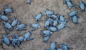 Liberan en Nicaragua a 3,321 tortugas paslama, especie en peligro de extinci&oacute;n