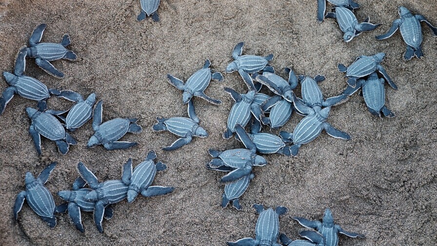 Liberan en Nicaragua a 3,321 tortugas paslama, especie en peligro de extinción Liberan en Nicaragua a 3,321 tortugas paslama, especie en peligro de extinción