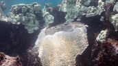 Los corales muestran que El Ni&ntilde;o se intensifica mientras el planeta se calienta