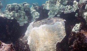 Los corales muestran que El Ni&ntilde;o se intensifica mientras el planeta se calienta