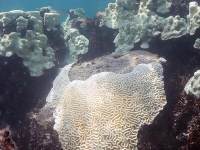 Corales Galápagos revelan episodios de El Niño intensificados