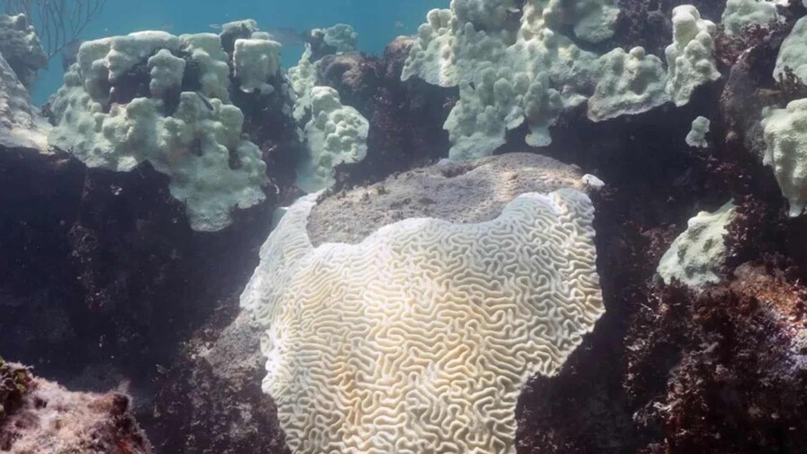 Los corales muestran que El Niño se intensifica mientras el planeta se calienta Los corales muestran que El Niño se intensifica mientras el planeta se calienta