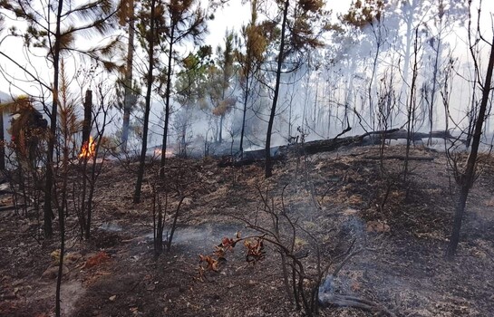 &iquest;Qui&eacute;nes pueden enfrentar hasta 40 a&ntilde;os de prisi&oacute;n por provocar incendios en parques nacionales?