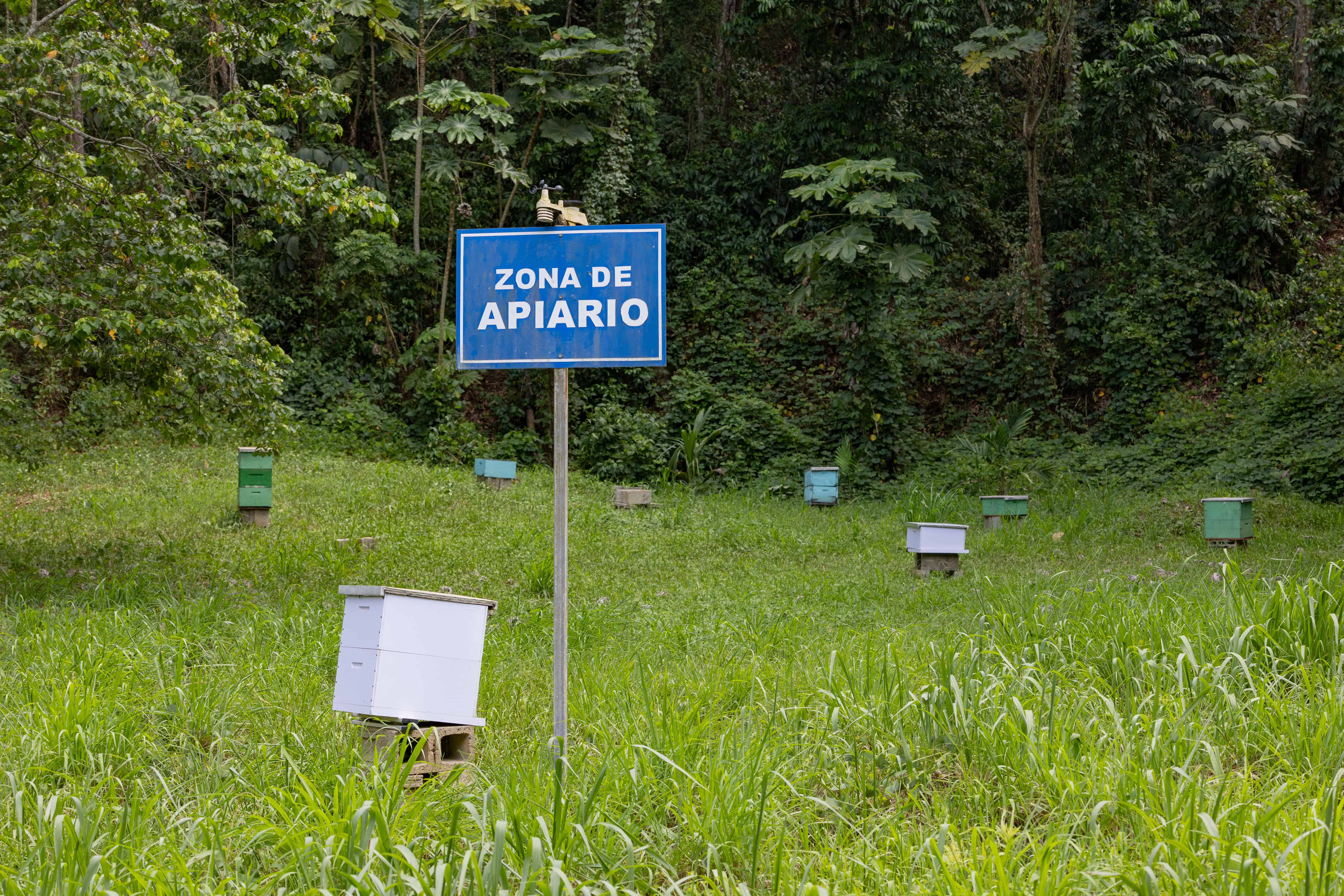 Abejas son usadas para obtener informaci&oacute;n sobre el entorno. 