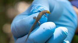 Antes de extraer el oro: &iquest;c&oacute;mo manejan la biodiversidad en Pueblo Viejo?