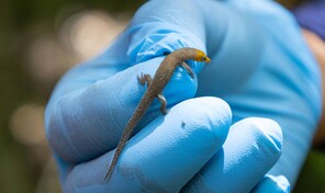 Antes de extraer el oro: &iquest;c&oacute;mo manejan la biodiversidad en Pueblo Viejo?
