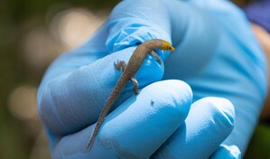 Antes de extraer el oro: &iquest;c&oacute;mo manejan la biodiversidad en Pueblo Viejo?