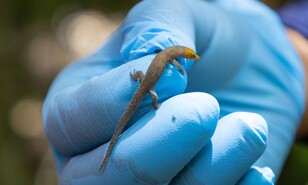 Antes de extraer el oro: &iquest;c&oacute;mo manejan la biodiversidad en Pueblo Viejo?