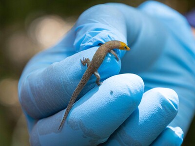 Biodiversidad en mina Pueblo Viejo y su conservación