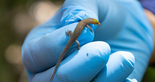 Antes de extraer el oro: &iquest;c&oacute;mo manejan la biodiversidad en Pueblo Viejo?