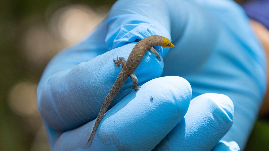 Antes de extraer el oro: &iquest;c&oacute;mo manejan la biodiversidad en Pueblo Viejo?