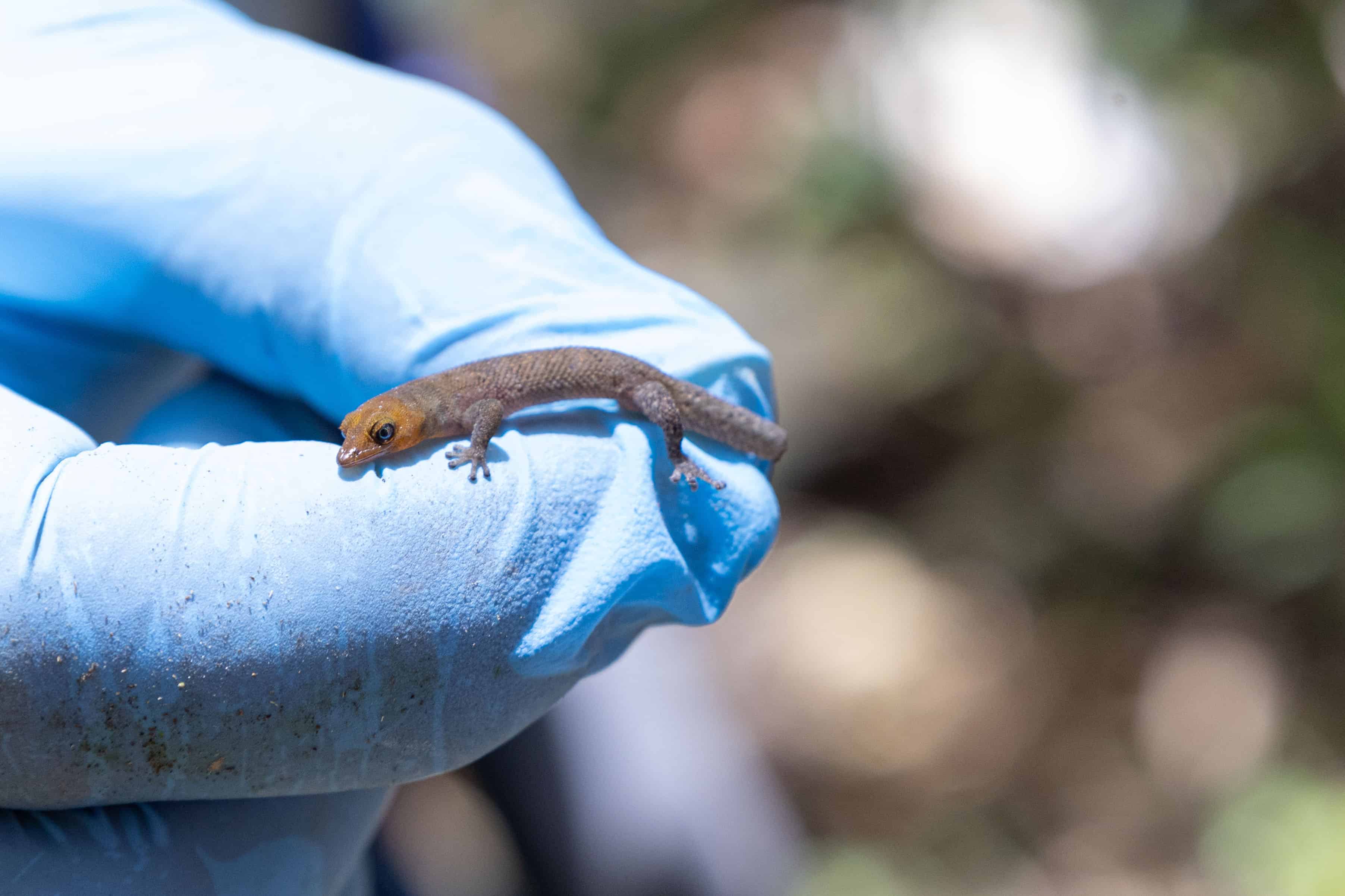 Ejemplar de gecko de Saman&aacute;. 