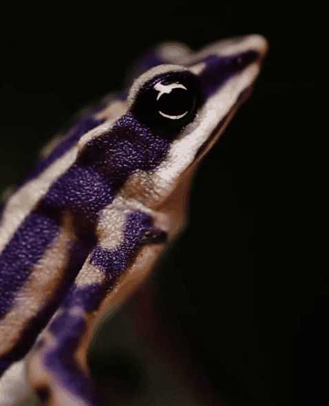 Describen cuatro nuevas especies de ranas en la provincia ecuatoriana del Carchi