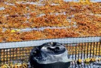 De víctimas del sargazo a maestros de su manejo De víctimas del sargazo a maestros de su manejo