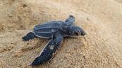 Miches pasa de buscar huevos a proteger tortugas