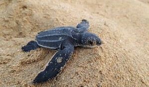 Miches pasa de buscar huevos a proteger tortugas
