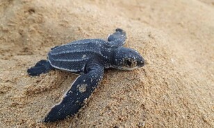 Miches pasa de buscar huevos a proteger tortugas