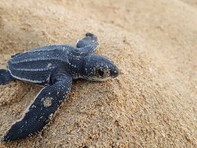 Miches y las tortugas