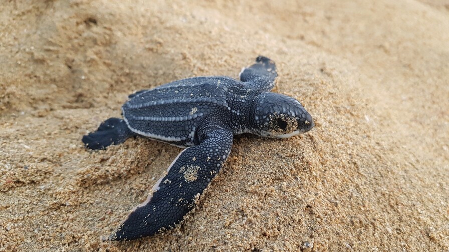 Miches pasa de buscar huevos a proteger tortugas Miches pasa de buscar huevos a proteger tortugas