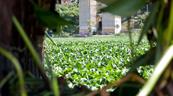 Una alfombra de lilas cubre el r&iacute;o Ozama tras las lluvias