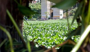 Una alfombra de lilas cubre el río Ozama tras las lluvias Una alfombra de lilas cubre el río Ozama tras las lluvias