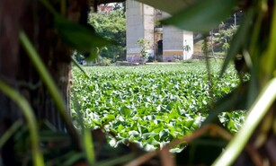 Una alfombra de lilas cubre el r&iacute;o Ozama tras las lluvias