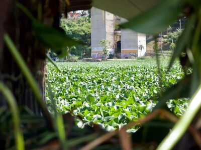 Lilas cubren el río Ozama por lluvias recientes