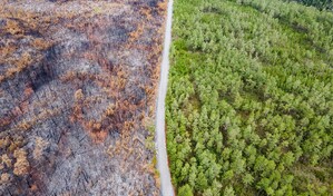 Observatorio valora decreto sobre "terrorismo medioambiental", pero pide resultados concretos