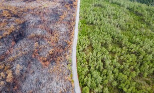 Observatorio valora decreto sobre "terrorismo medioambiental", pero pide resultados concretos