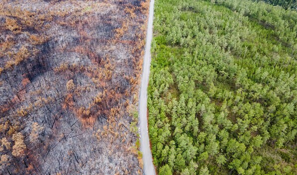 Observatorio valora decreto sobre "terrorismo medioambiental", pero pide resultados concretos