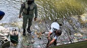 Desmantelan represa irregular en el r&iacute;o Yabija y restablecen el curso del agua