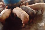 “No podemos ni sacar ni entrar cerdos”: productores de Villa Sonador denuncian trabas y piden ayuda