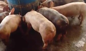 "No podemos ni sacar ni entrar cerdos": productores de Villa Sonador denuncian trabas y piden ayuda