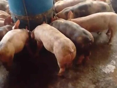 Restricciones en granjas de Villa Sonador afectan a porcicultores de Monseñor Nouel
