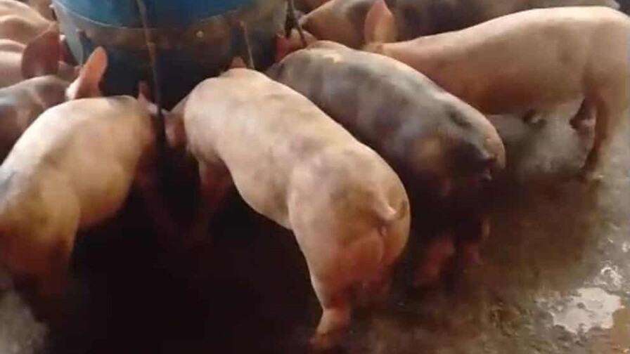 "No podemos ni sacar ni entrar cerdos": productores de Villa Sonador denuncian trabas y piden ayuda "No podemos ni sacar ni entrar cerdos": productores de Villa Sonador denuncian trabas y piden ayuda