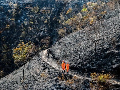Incendio forestal arrasa 3,000 hectáreas de bosque en Colombia