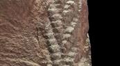 Hallan un f&oacute;sil de Charnia, uno de los animales m&aacute;s antiguos, con 560 millones de a&ntilde;os