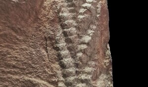 Descubren un fósil de Charnia, uno de los animales más antiguos, con 560 millones de años