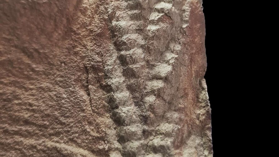 Descubren un fósil de Charnia, uno de los animales más antiguos, con 560 millones de años