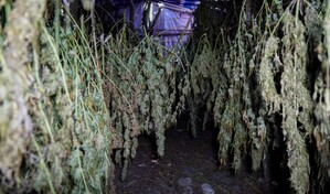 Desmantelan dos sembrad&iacute;os con m&aacute;s de 5 mil plantas de marihuana en zonas monta&ntilde;osas de Azua