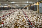 Alza de ma&iacute;z, soya, fletes y petr&oacute;leo elevan los costos de la producci&oacute;n av&iacute;cola