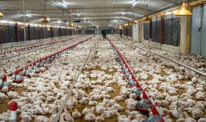 Alza de ma&iacute;z, soya, fletes y petr&oacute;leo elevan los costos de la producci&oacute;n av&iacute;cola