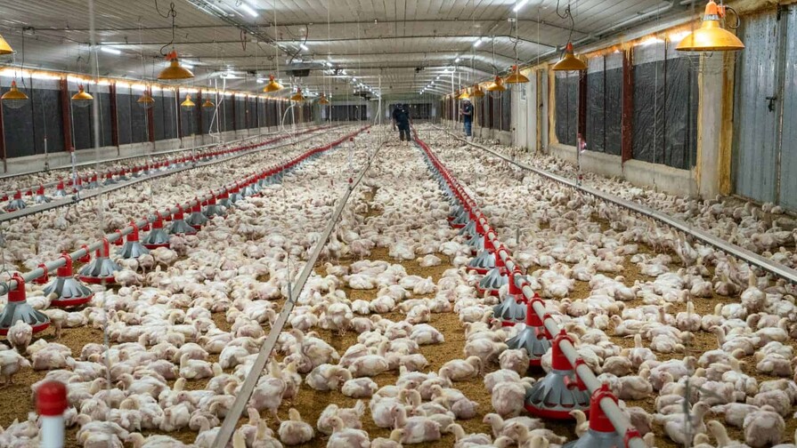 Alza de maíz, soya, fletes y petróleo elevan los costos de la producción avícola Alza de maíz, soya, fletes y petróleo elevan los costos de la producción avícola