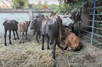 Tráfico de animales desde Haití eleva la alerta sanitaria por posible presencia de ántrax en Dajabón Tráfico de animales desde Haití eleva la alerta sanitaria por posible presencia de ántrax en Dajabón