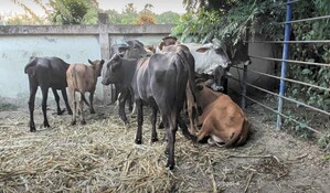 Tr&aacute;fico de animales desde Hait&iacute; eleva la alerta sanitaria por posible presencia de &aacute;ntrax en Dajab&oacute;n