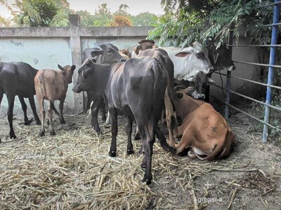 Ingreso clandestino de animales de Haití y riesgo de ántrax