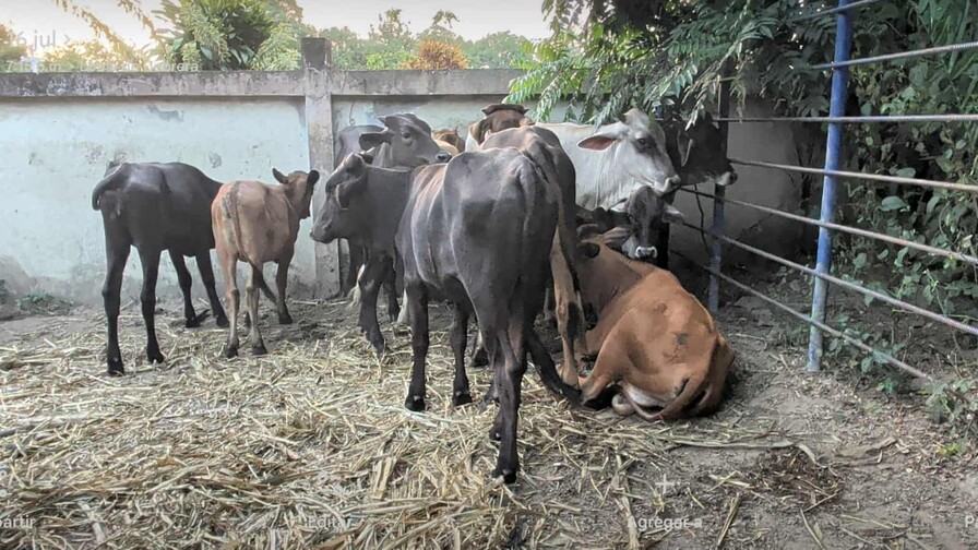 Tráfico de animales desde Haití eleva la alerta sanitaria por posible presencia de ántrax en Dajabón Tráfico de animales desde Haití eleva la alerta sanitaria por posible presencia de ántrax en Dajabón