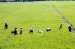 Importaciones de arroz se convierten en problema internacional para la RD Importaciones de arroz se convierten en problema internacional para la RD