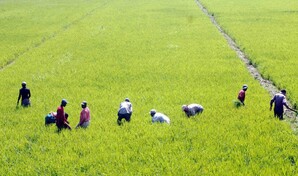 Importaciones de arroz se convierten en problema internacional para la RD